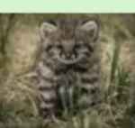 Filhote de gato-palheiro-pampeano, felino caracteristico da metade sul do RS
