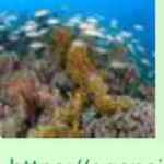 Recife de coral colorido com cardume de peixes, ilustrando o aquecimento oceanico